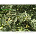 Hot Sales Chinese Walnut Kernels Light Color Helften (LH)